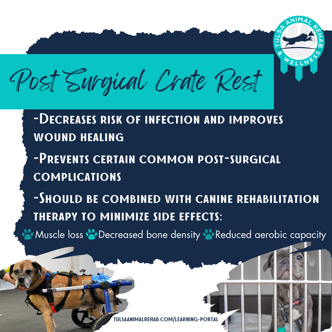 Crate Rest vs. Active Rest Unlocking the Healing Power of Canine Rehabilitation Therapy after